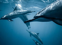 世界杯买球网站-中国杯金博洋克服慢热带来惊喜 彭/金首秀合预期